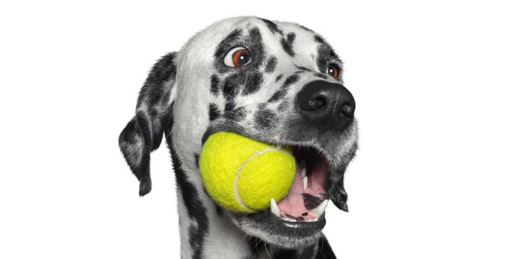 Tennis balls for dogs, homes, craft projects